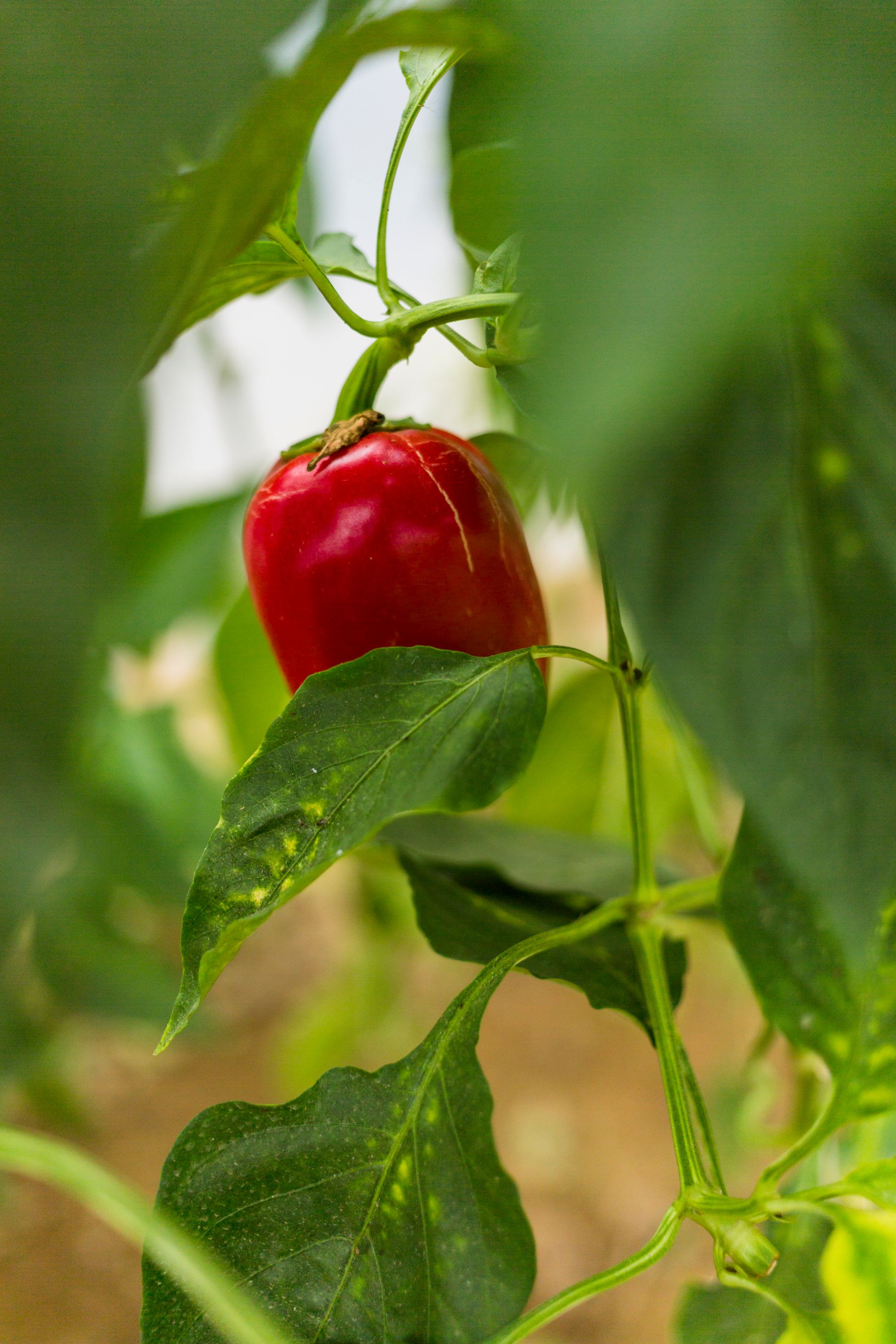 Pepper Cultivation