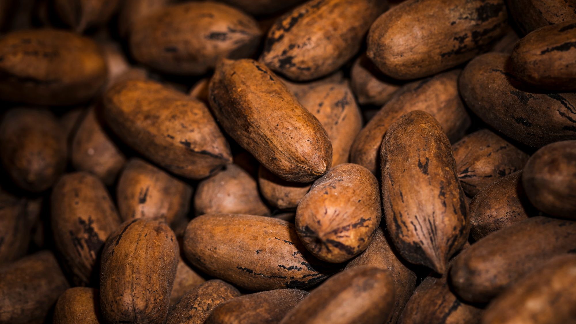 Cocoa Plantations