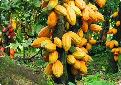 Premium Cocoa Beans