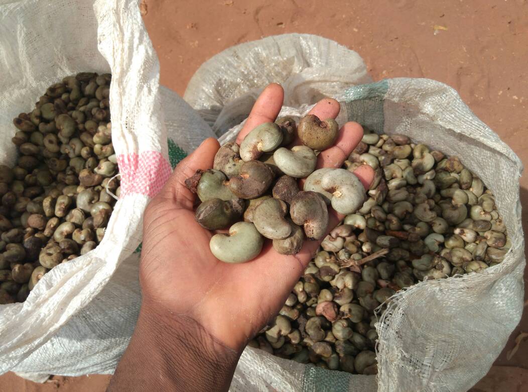 Raw Cashew Nuts (RCN)